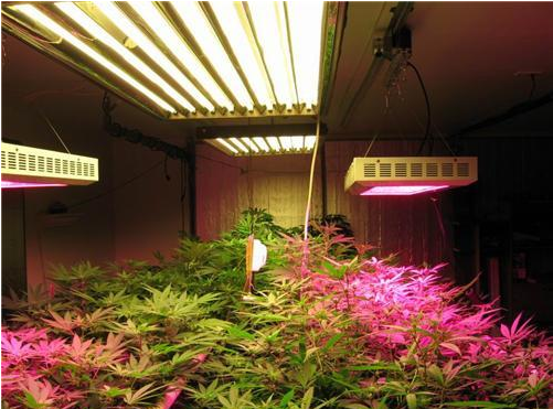 植物照明3333.png